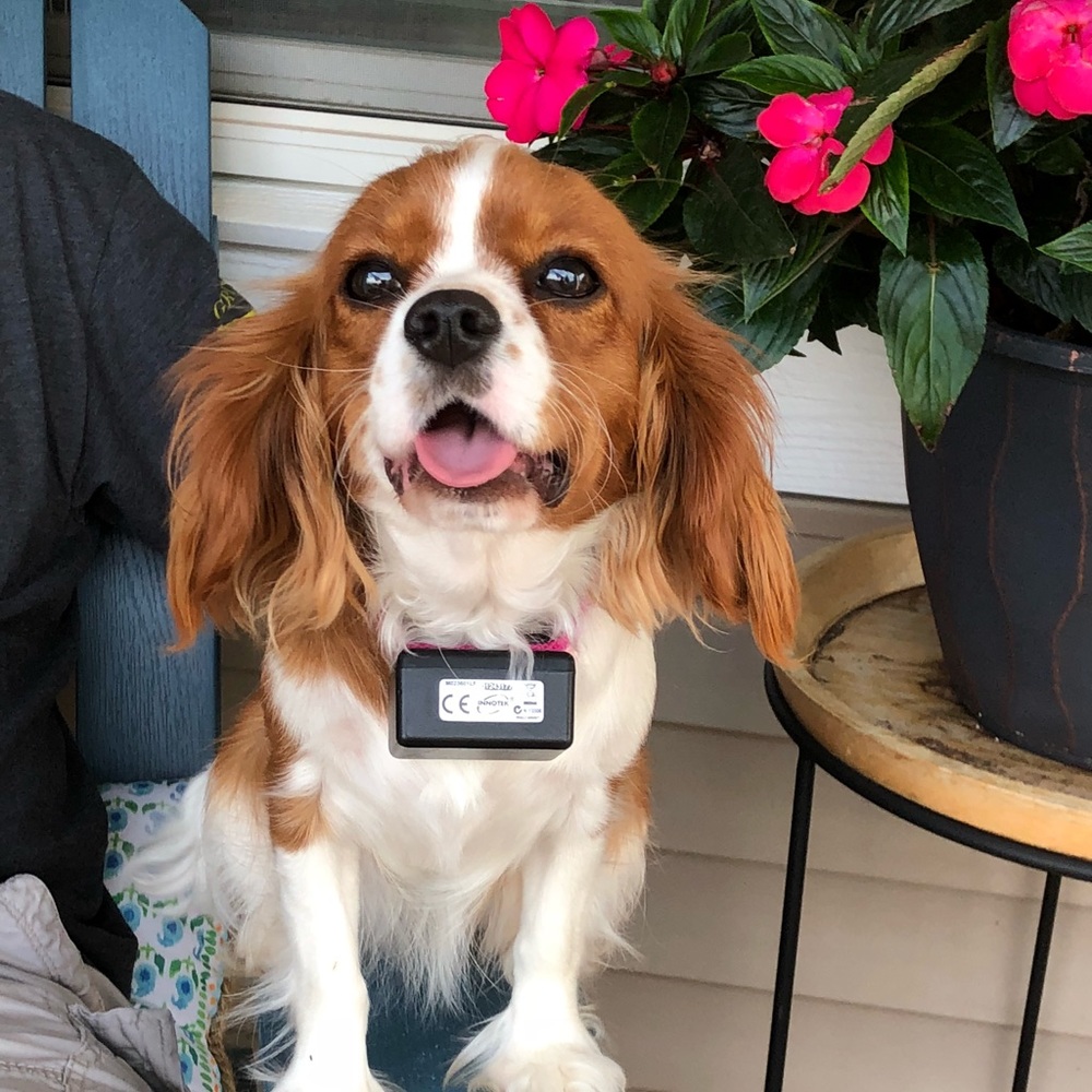 Meet your Posher, Molly